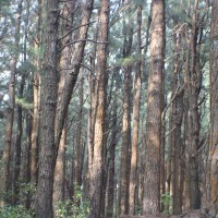 Pinus caribaea Morelet